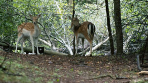 004-2014-08-24 Waterleidingduinen