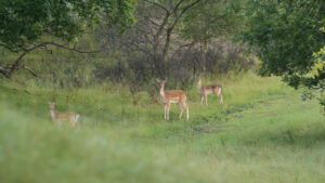 075-2014-08-24 Waterleidingduinen
