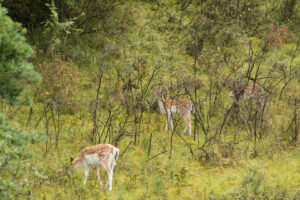 133-2014-08-24 Waterleidingduinen