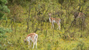 132-2014-08-24 Waterleidingduinen