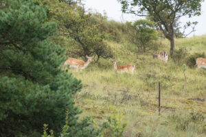 153-2014-08-24 Waterleidingduinen