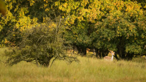 032-2014-08-24 Waterleidingduinen
