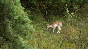 143-2014-08-24 Waterleidingduinen