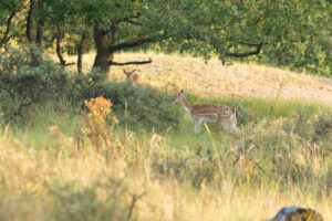 057-2014-08-24 Waterleidingduinen