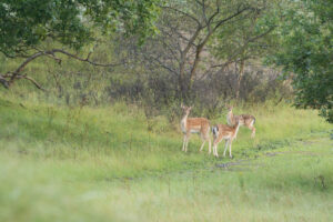 081-2014-08-24 Waterleidingduinen