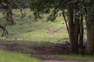 013-2014-08-24 Waterleidingduinen
