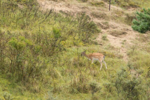 130-2014-08-24 Waterleidingduinen