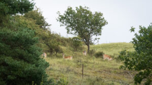 155-2014-08-24 Waterleidingduinen