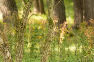 177-2014-08-24 Waterleidingduinen