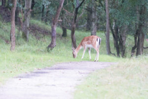 019-2014-08-24 Waterleidingduinen