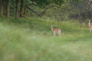 077-2014-08-24 Waterleidingduinen