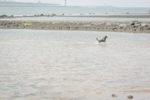 014-2014-07-27 Hoek van Holland