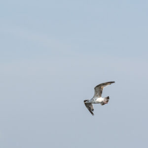 063-2014-07-27 Hoek van Holland
