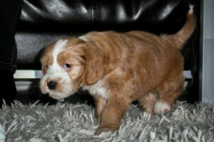 001-2009-01-17 Daisy de Hond
