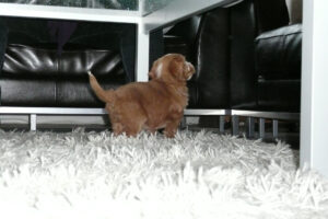 003-2009-01-17 Daisy de Hond