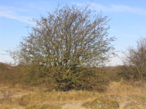 004-2006-01-29 Wandelen in de duinen