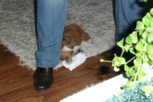 008-2009-01-17 Daisy de Hond