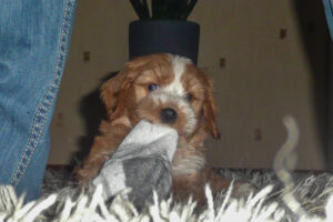 009-2009-01-17 Daisy de Hond