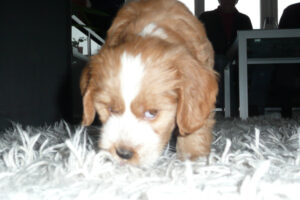 010-2009-01-17 Daisy de Hond