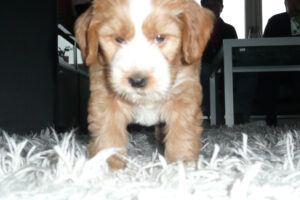 011-2009-01-17 Daisy de Hond