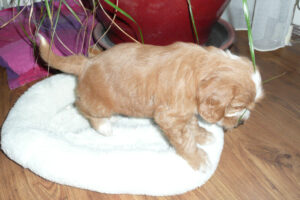 012-2009-01-17 Daisy de Hond