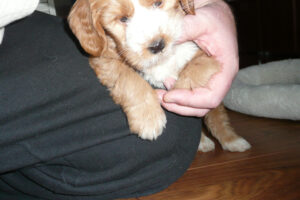 013-2009-01-17 Daisy de Hond