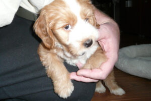 014-2009-01-17 Daisy de Hond