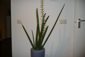 017-2009-02-27 gekke plant met bloem