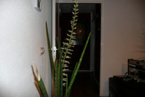 018-2009-02-27 gekke plant met bloem