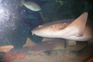 024-2010-03-06 Blijdorp
