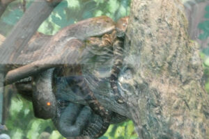 030-2010-03-06 Blijdorp