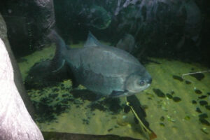 035-2010-03-06 Blijdorp