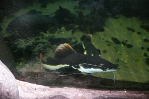 036-2010-03-06 Blijdorp