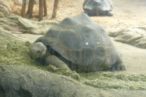 037-2010-03-06 Blijdorp