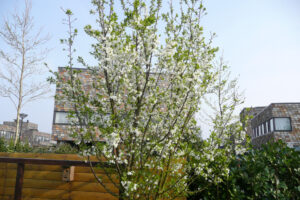 041-2009-04-15 Tuin