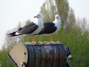 044-2007-04-13 Vogeltjes poezen en thuis