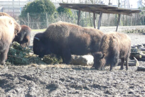 045-2010-03-06 Blijdorp
