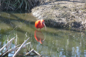 050-2010-03-06 Blijdorp
