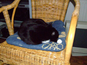 052-2007-05-04 Katten en zonnetje