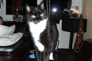 060-2007-06-13 Dorus