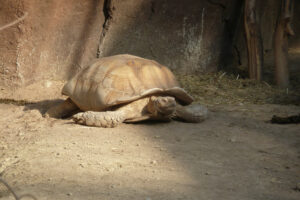 061-2010-03-06 Blijdorp