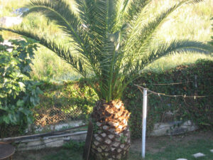 062-2006-05-29 Corfu