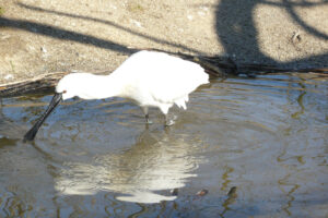 064-2010-03-06 Blijdorp