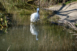 066-2010-03-06 Blijdorp