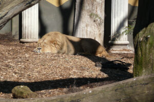 070-2010-03-06 Blijdorp