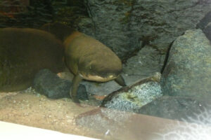 074-2010-03-06 Blijdorp
