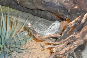 076-2010-03-06 Blijdorp