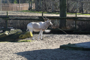 077-2010-03-06 Blijdorp