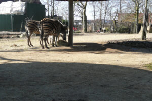 078-2010-03-06 Blijdorp