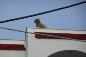 079-2009-05-21 Karpathos